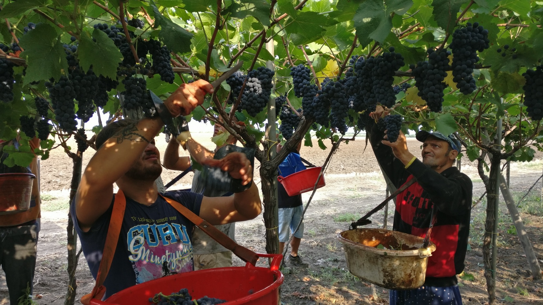 Buon Vino