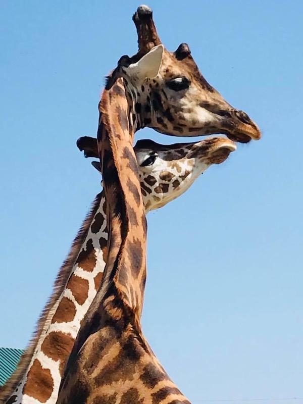 La giraffa