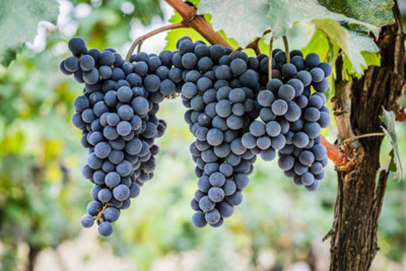 Buon Vino