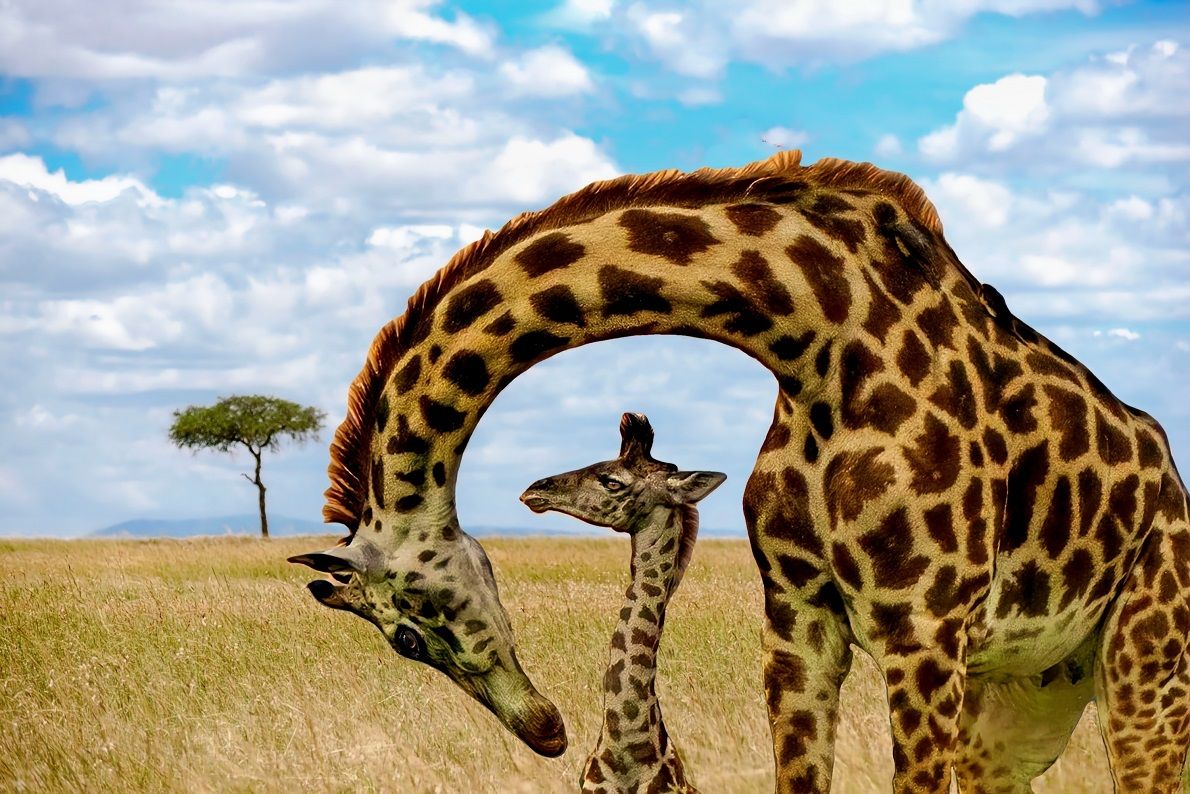 La giraffa