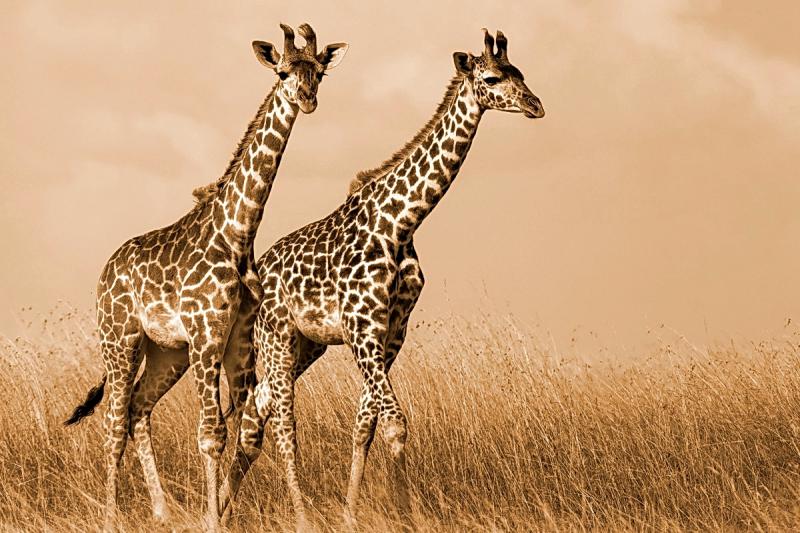 La giraffa