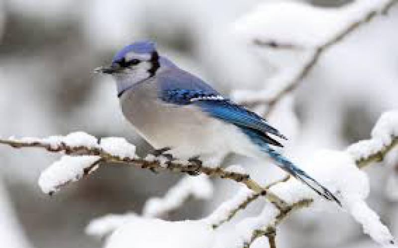 Che fine fanno gli uccelli   
in inverno?