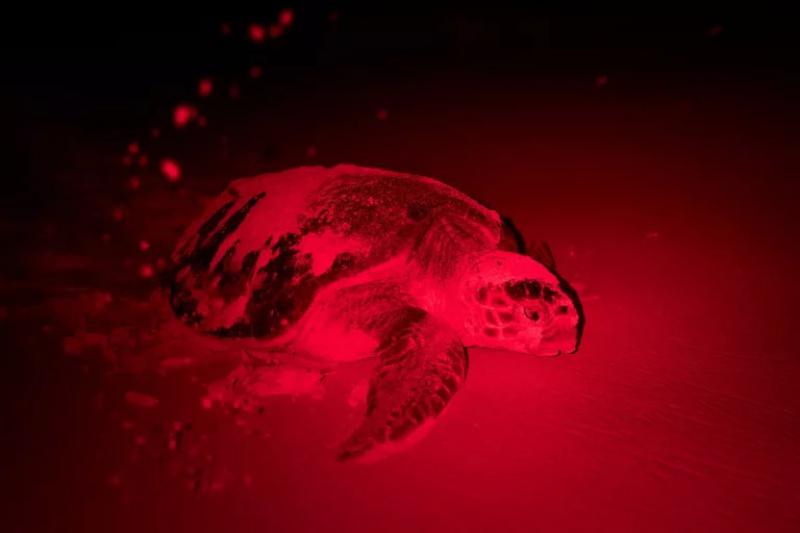 sentinelle delle tartarughe