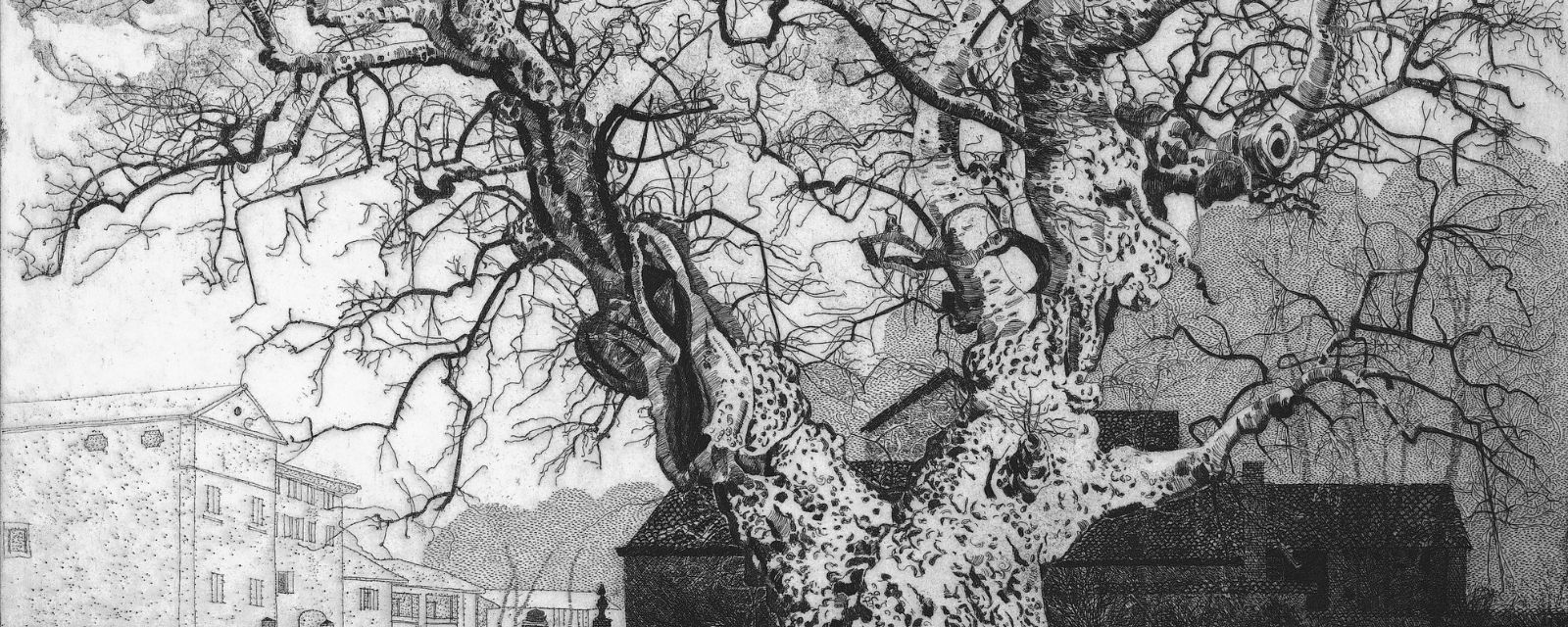 Federica Galli : alberi
