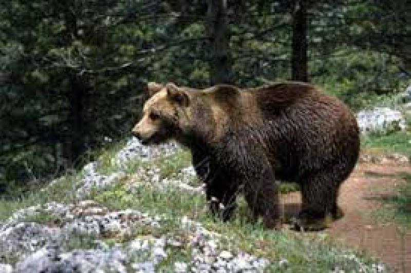 Maggiore impegno nel Trentino 
per la regolamentazione dell’orso