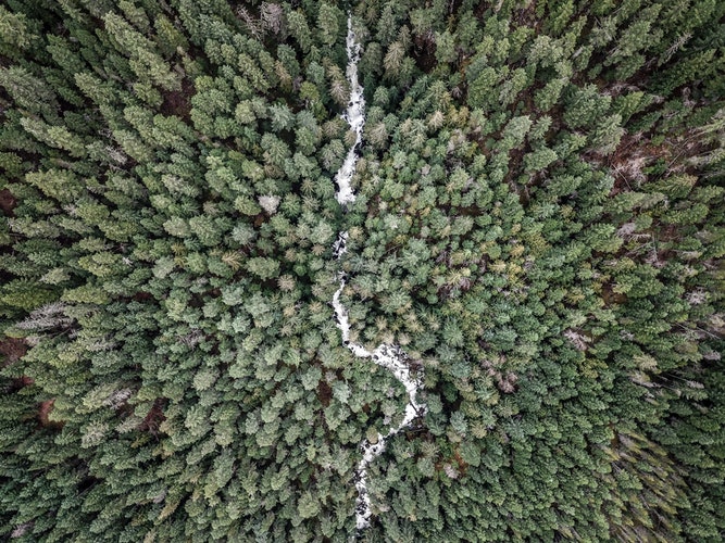 Alberi Boschi Foreste