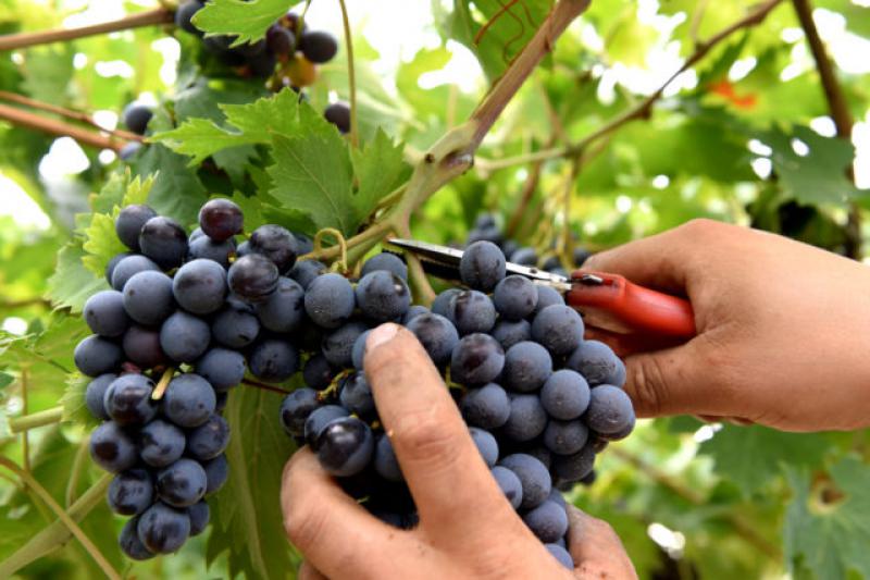 Buon Vino