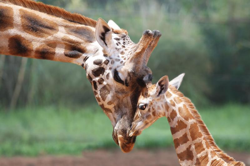 La giraffa