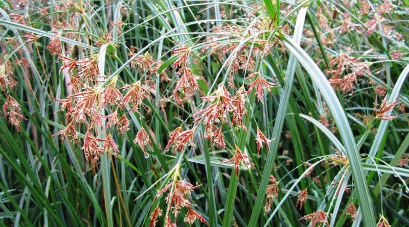 Cyperus longus L