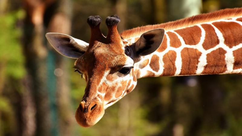 La giraffa