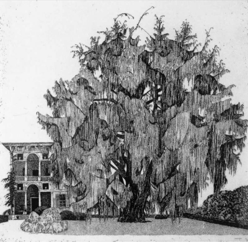 Federica Galli : alberi