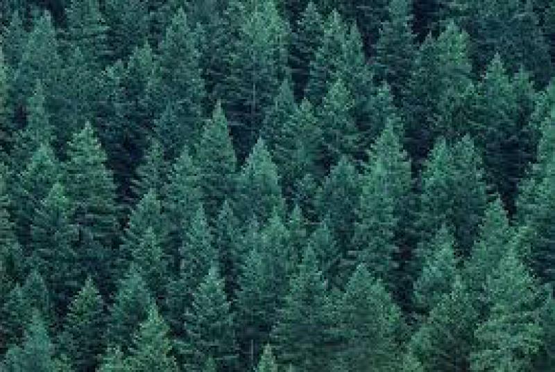 Quanti alberi sulla terra?
