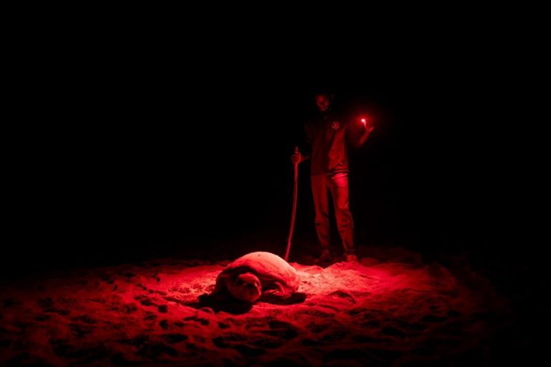 sentinelle delle tartarughe