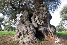 Ulivi del Salento