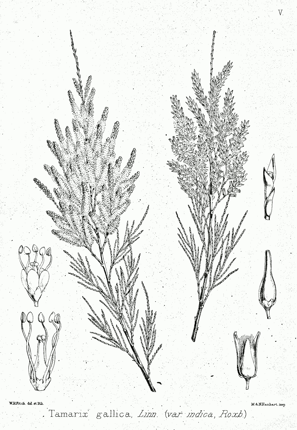 Tamarix gallica