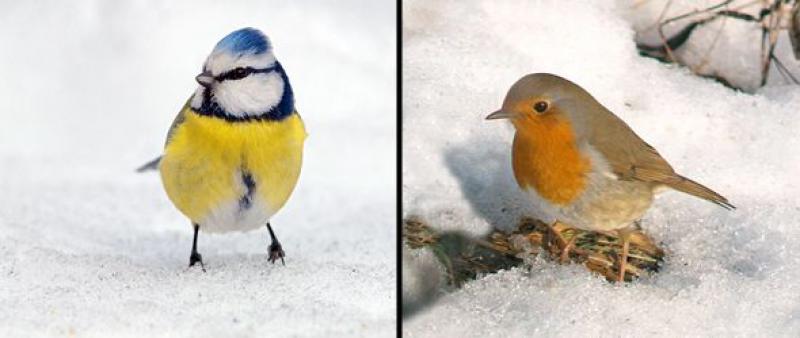 Che fine fanno gli uccelli   
in inverno?
