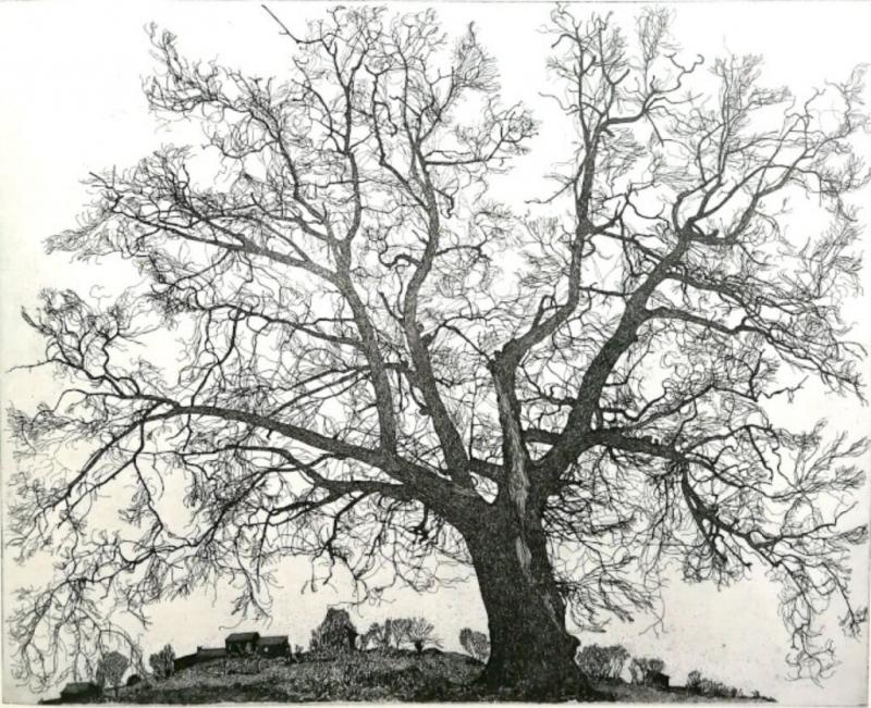 Federica Galli : alberi