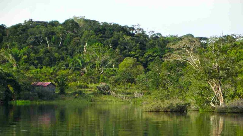 Foreste