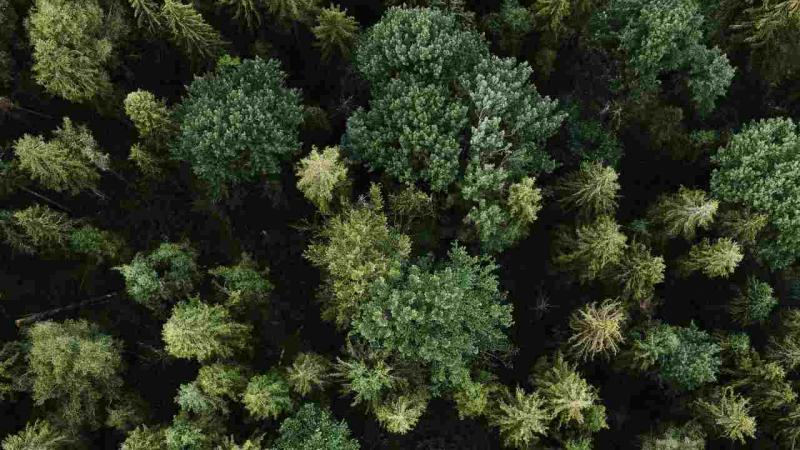 Foreste
