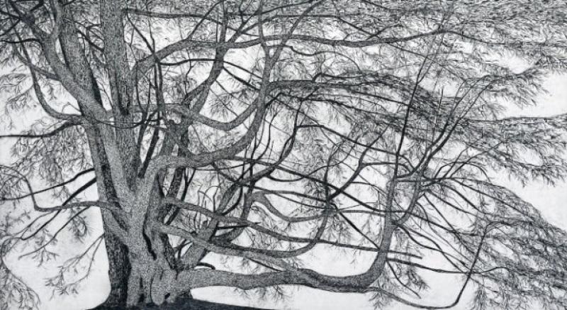 Federica Galli : alberi