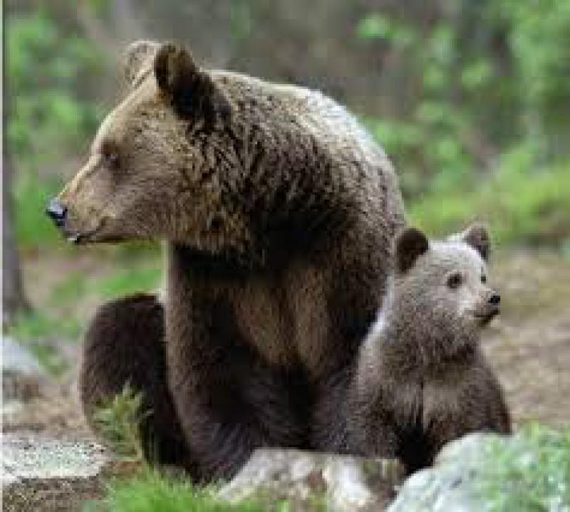 Maggiore impegno nel Trentino 
per la regolamentazione dell’orso