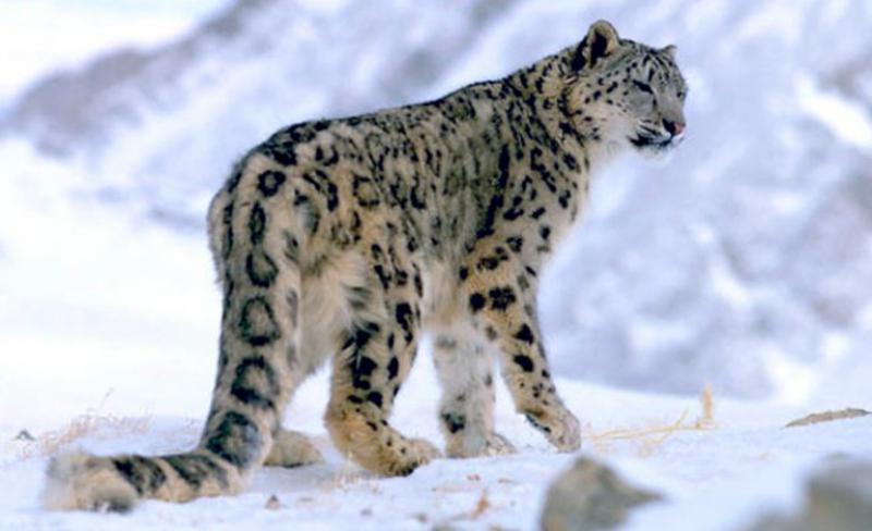 Leopardo delle nevi - 10