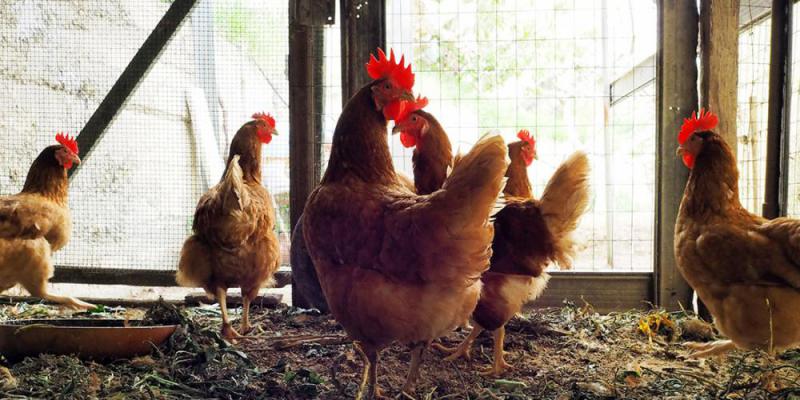 Polli e uova fai da te Polli e uova fai da te