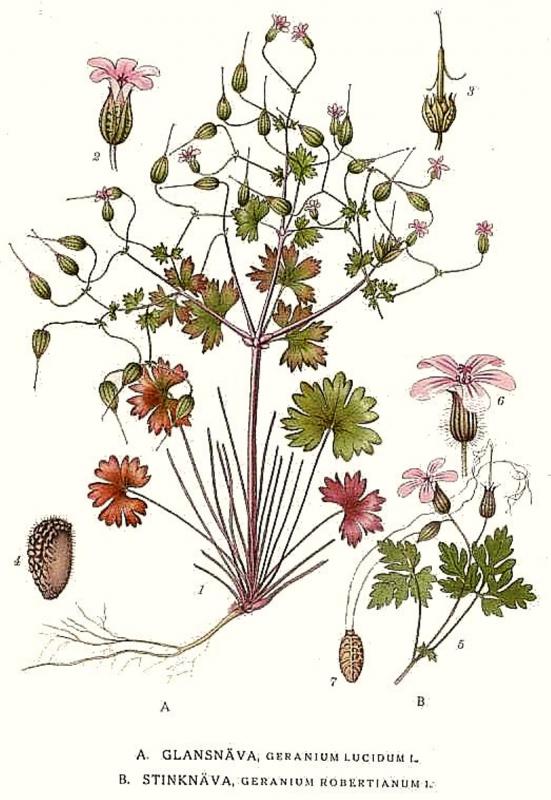 Geranium robertianum