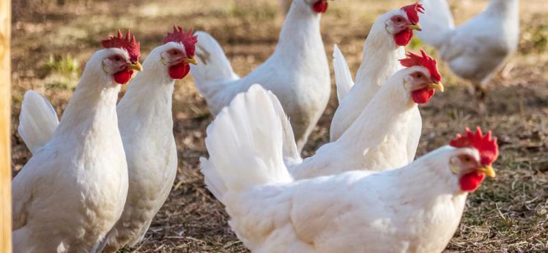 Polli e uova fai da te Polli e uova fai da te