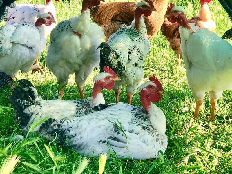 Polli e uova fai da te