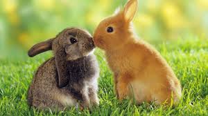 Coniglio news: Sarà vietato mangiare carne di coniglio?