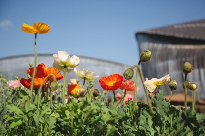 Il verde - il paesaggio