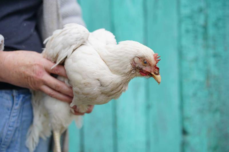 polli e uova fai da te