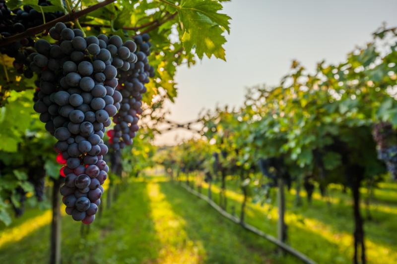 Vini del Monferrato