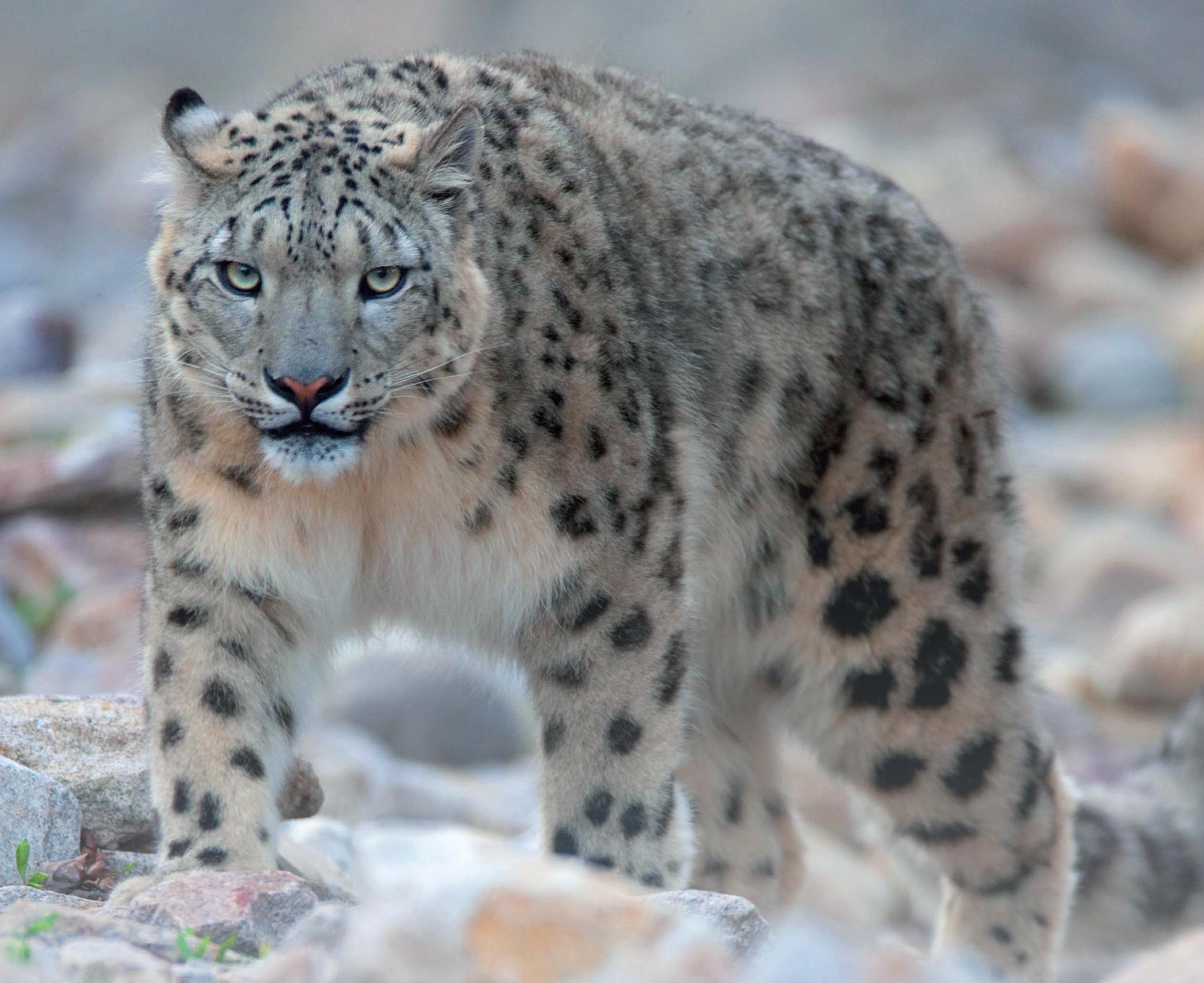 Leopardo delle nevi - 10