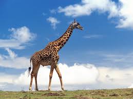 La Giraffa