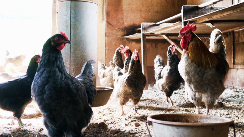 Polli e uova fai da te Polli e uova fai da te