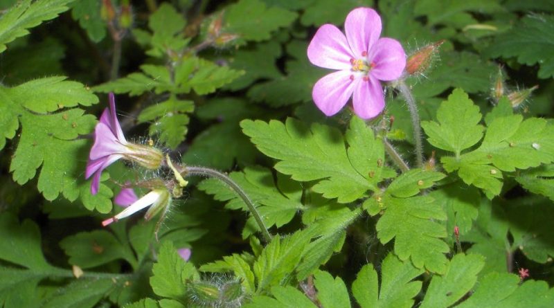 Geranium robertianum