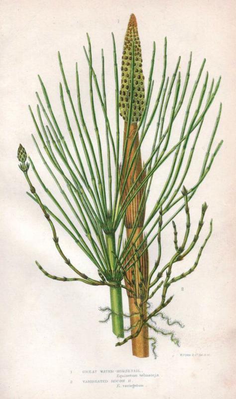 Equisetum telmateia