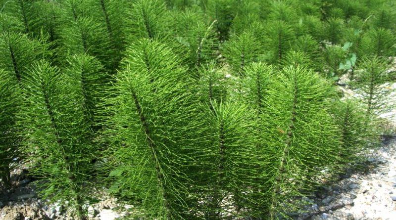 Equisetum telmateia