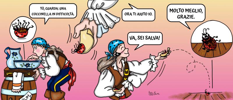 Vita da coccinella