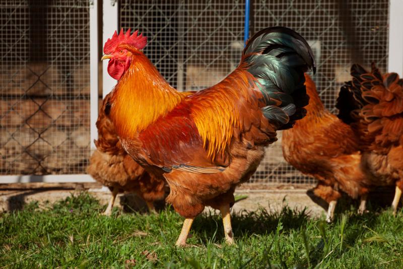 Polli e uova fai da te Polli e uova fai da te