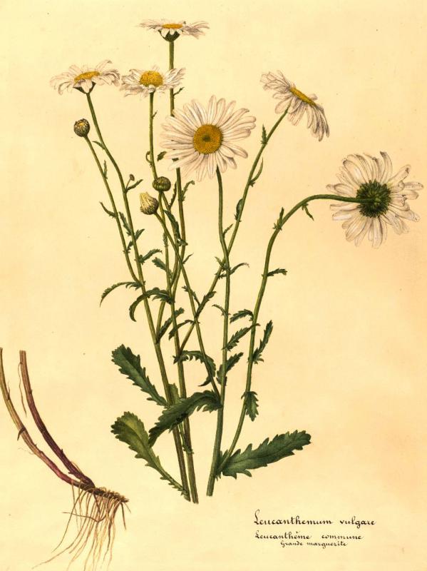 Leucanthemum vulgare